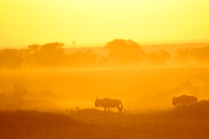 Sonnenaufgang mit Gnuhs und Antilope