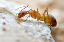 Camponotus Sp.