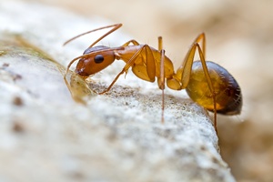 Camponotus Sp.