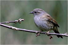 Heckenbraunelle Prunella modularis