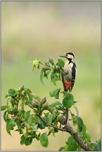 im Birn'baum... Blutspecht *Dendrocopos syriacus*