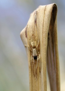 Tarnung einer Spinne