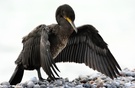 Kormoran beim trocknen