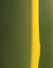 Agave
