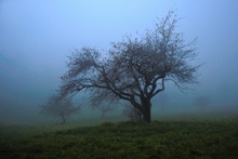 Baum im Nebel