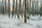 Abendsonne im Winterwald #'2