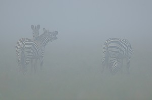 Steppenzebras im Morgennebel