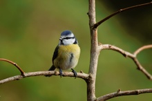 Blaumeise (Cyanistes caeruleus)