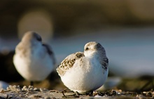 Sanderlinge in der Abendsonne