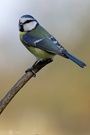 Blaumeise - Parus caeruleus