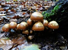 Regennasse Pilzgruppe im feuchtem Waldlaub