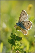 und es ward' Licht... Hauhechelbläuling *Polyommatus icarus*