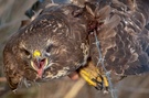 Vogelfalle Stacheldraht