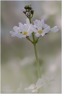 Ganz in Weiss - Wasserfeder   (Hottonia palustris)  ND