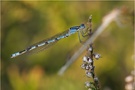 Becher-Azurjungfer (Enallagma cyathigerum)