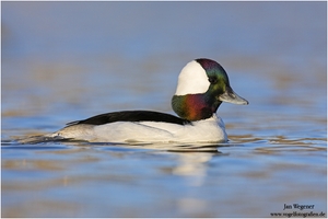 Büffelkopfente (Bucephala albeola)