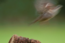 Bis demnächst an dieser Futterstelle