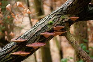 Pilze