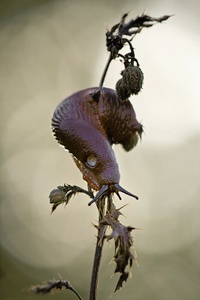 Rote Wegschnecke Arion rufus