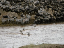 Mara River