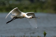 Löffler im Flug