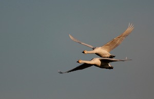 Zwergschwäne im Flug