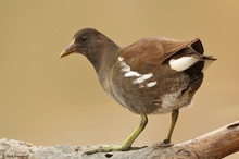 Teichralle (Gallinula chloropus) Teenager