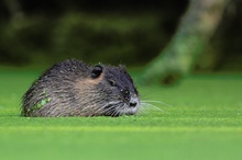 Nutria's Schlaraffenland