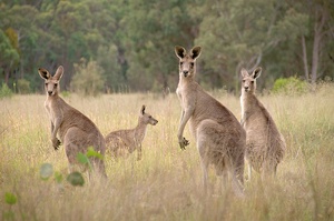 Graues Kangaroo