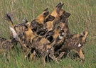 Afrikanischer Wildhund mit Welpen
