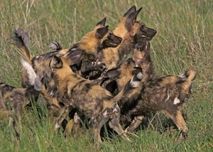 Afrikanischer Wildhund mit Welpen