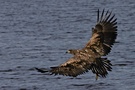 Junger Seeadler