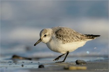 Sanderling (Calidris alba)