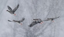 Gänse bei Schneetreiben....