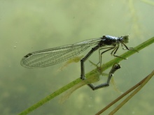 Libelle bei der Eiablage