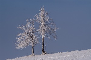 Weihnachtsbäume