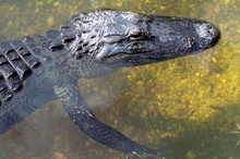 Alligator mississippiensis