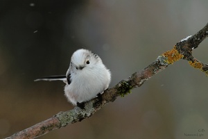 "Schneeflocke"