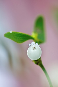 Die magische Pflanze