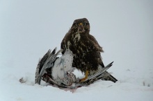 Bussard - Großer Brachvogel