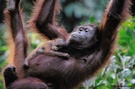 Orang-Utan / Sepilok Orangutan Rehabilitation Centre / Sabah
