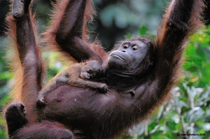 Orang-Utan / Sepilok Orangutan Rehabilitation Centre / Sabah