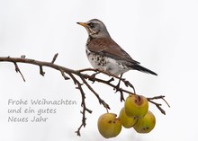 Vier Äpfel, 4.Advent