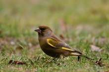 Grünfink (Carduelis chloris)