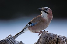 Eichelhäher (Garrulus glandarius)