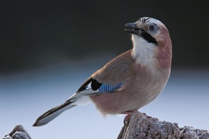 Eichelhäher (Garrulus glandarius) II