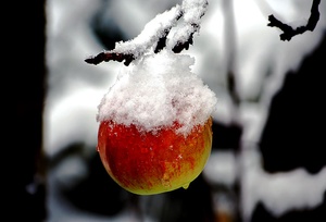 Winterapfel