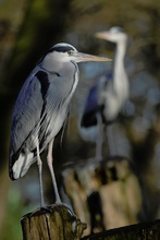 Double heron