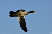 Durchzügler/Gänsesäger