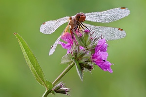 Die Gefleckte Heidelibelle Sympetrum flaveolum